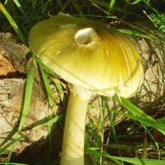 mushrooms lover